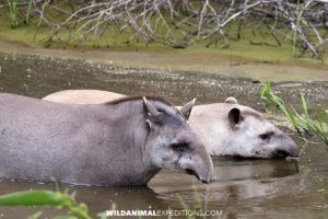 Tapirs. Jaguar Photography Tour in the Pantanal.