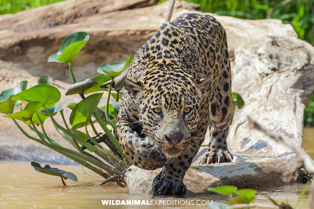 Jaguar Photography Tour in the Brazilian, Pantanal.