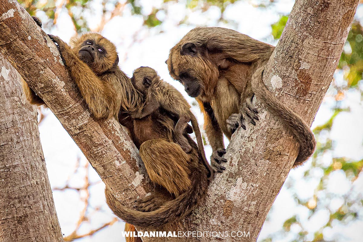Capuchin monkeys. Jaguar Photography Tour in the Pantanal.