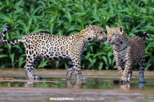 Jaguars hunting in the river. Photography Tour in the Brazilian, Pantanal.