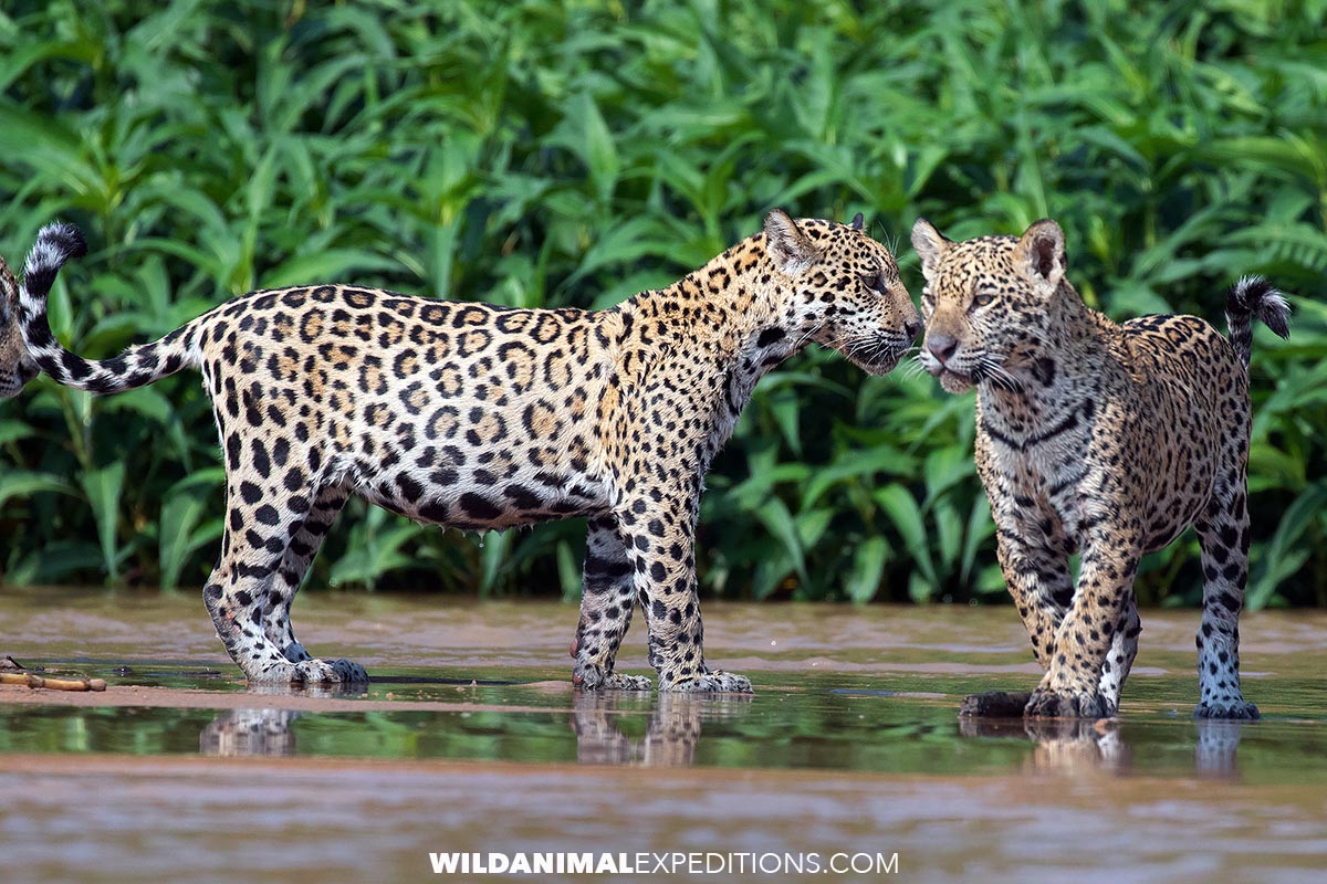 Jaguars hunting in the river. Photography Tour in the Brazilian, Pantanal.