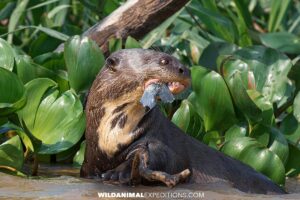 Giant river otters. Jaguar Photography Tour in the Pantanal.