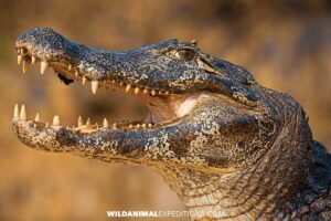 Jacare caiman in the Brazilian Pantanal.