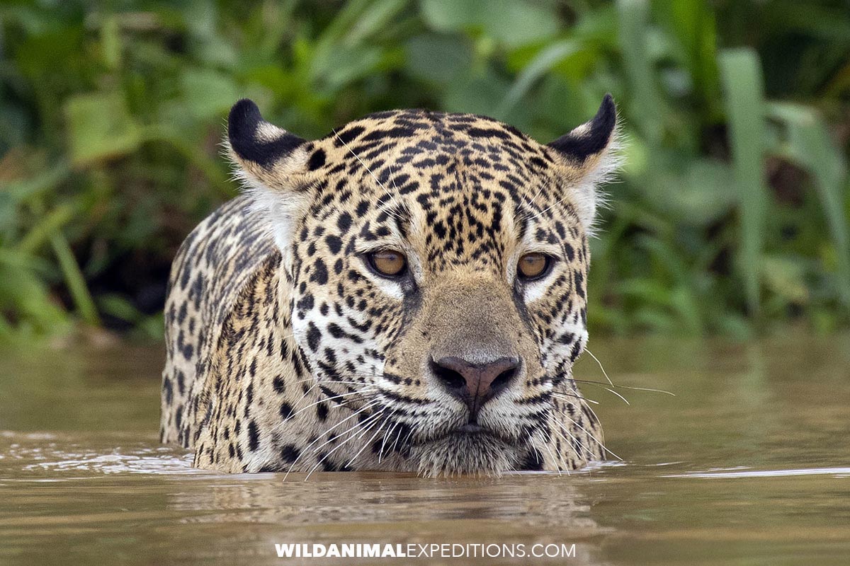 Jaguars hunting in the river. Photography Tour in the Brazilian, Pantanal.