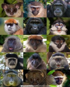 Primate Safari in Uganda. Gorilla Trekking and Chimpanzee tour.