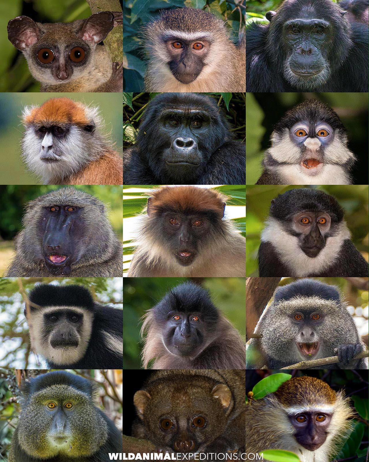 Primate Safari in Uganda. Gorilla Trekking and Chimpanzee tour.