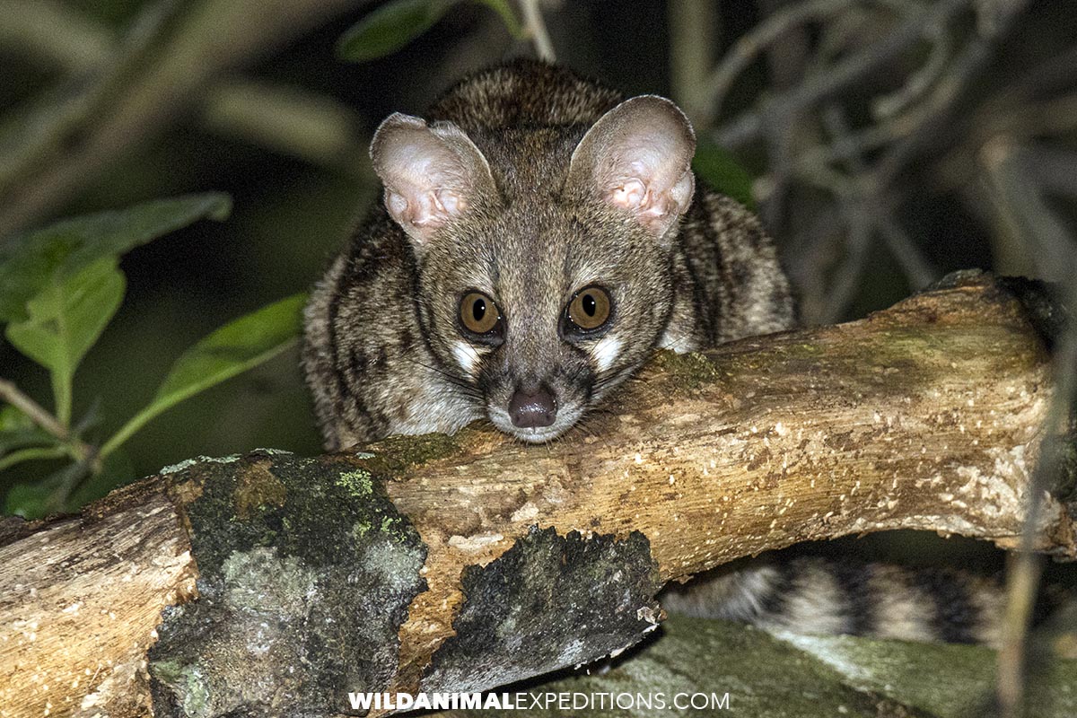 Genet in Kibale Forest Uganda.