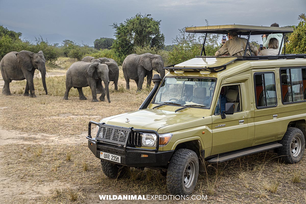 Elephants on Safari in Uganda.