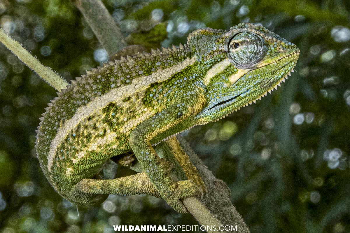 Side-striped Chameleon in Uganda.
