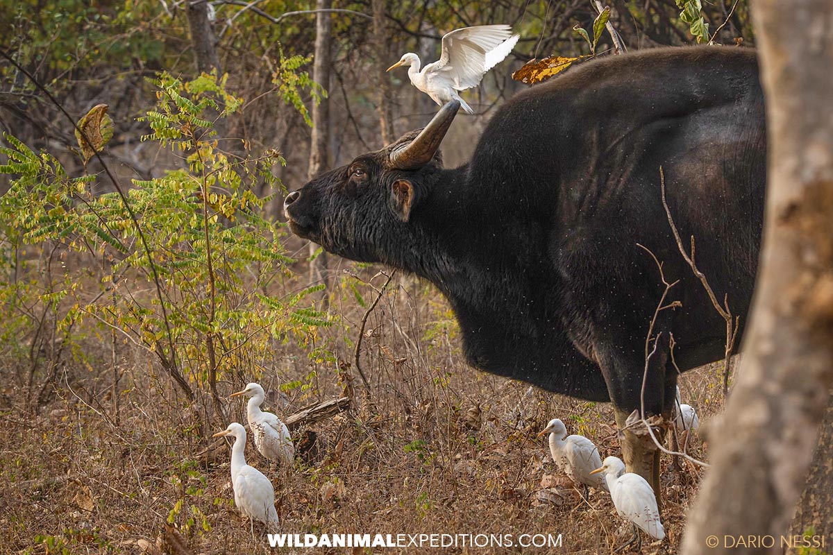 Indian Gaur in Kaziranga.