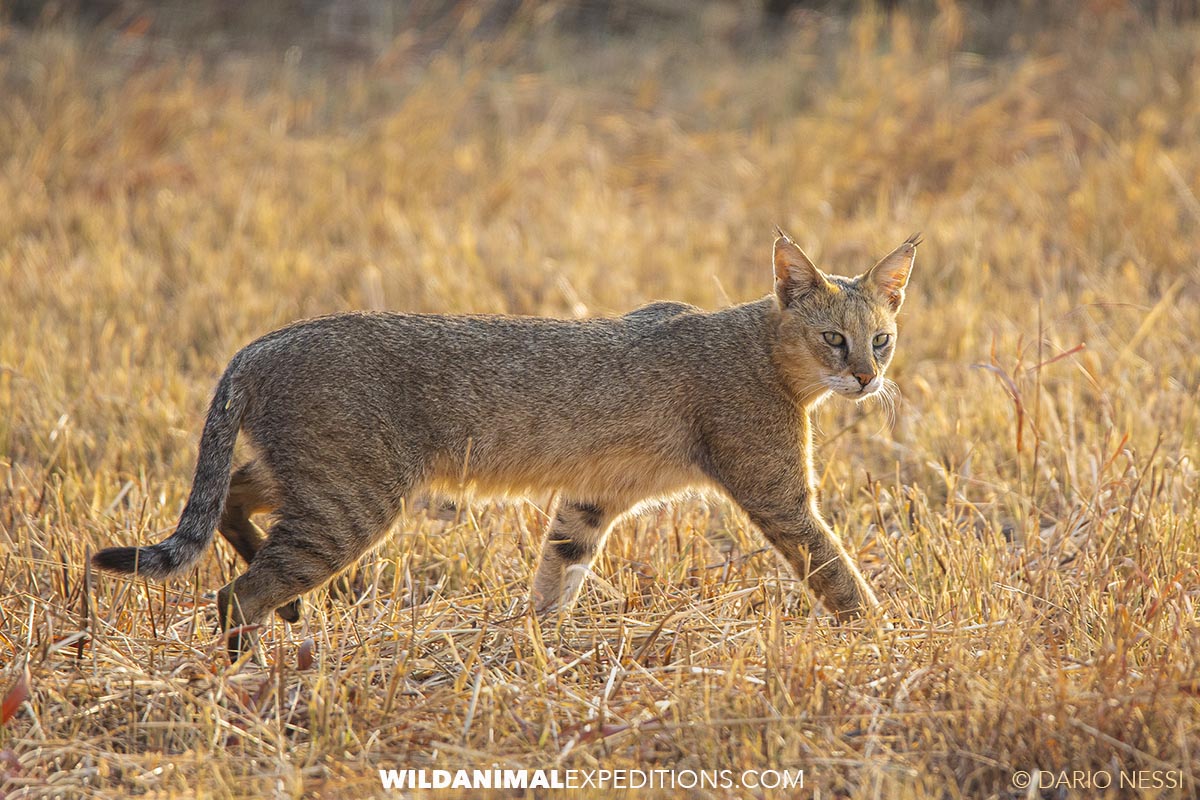 Jungle Cat. Tiger Photo Tour, Tadoba, India.
