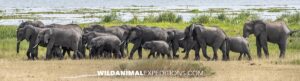 African Elephants migration through Murchison Falls National Park.
