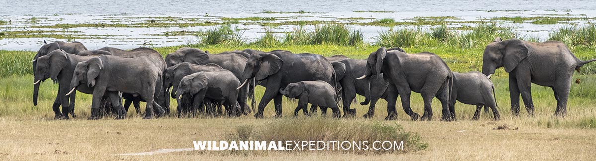 African Elephants migration through Murchison Falls National Park.