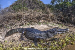 Yacare Caiman in the Pantanal.