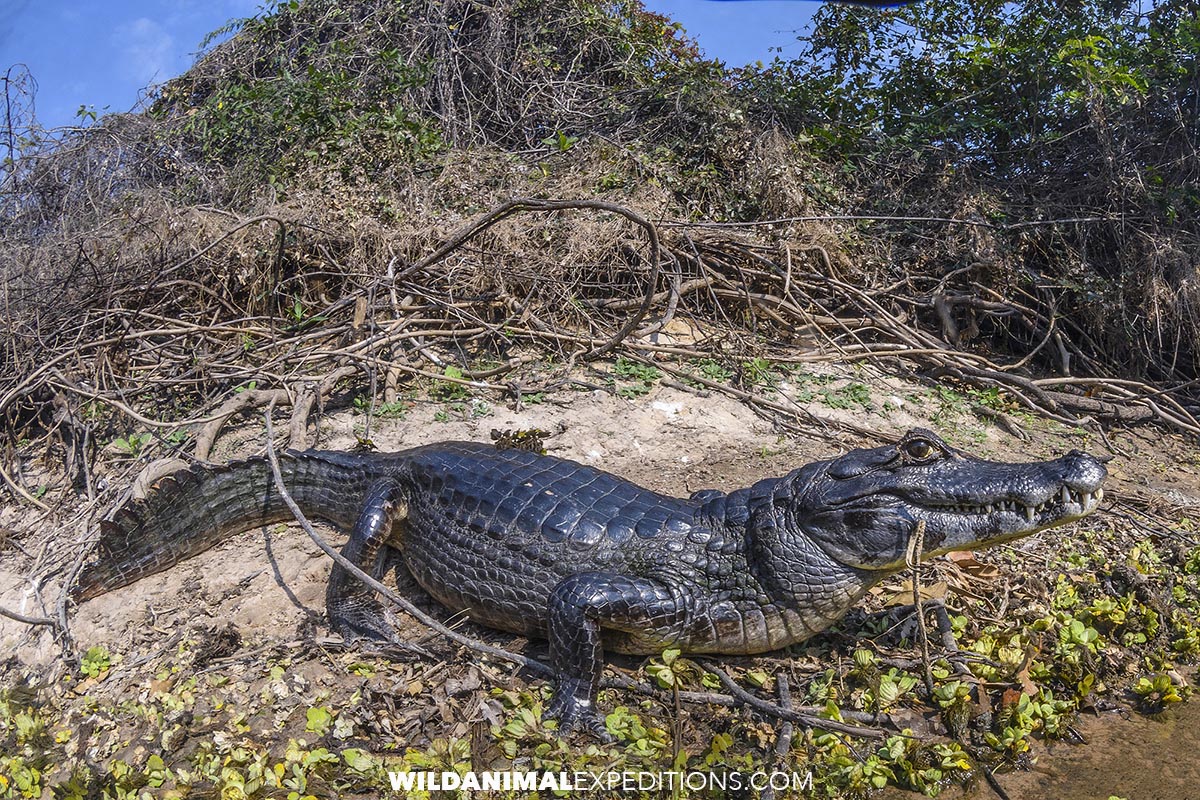 Yacare Caiman in the Pantanal.