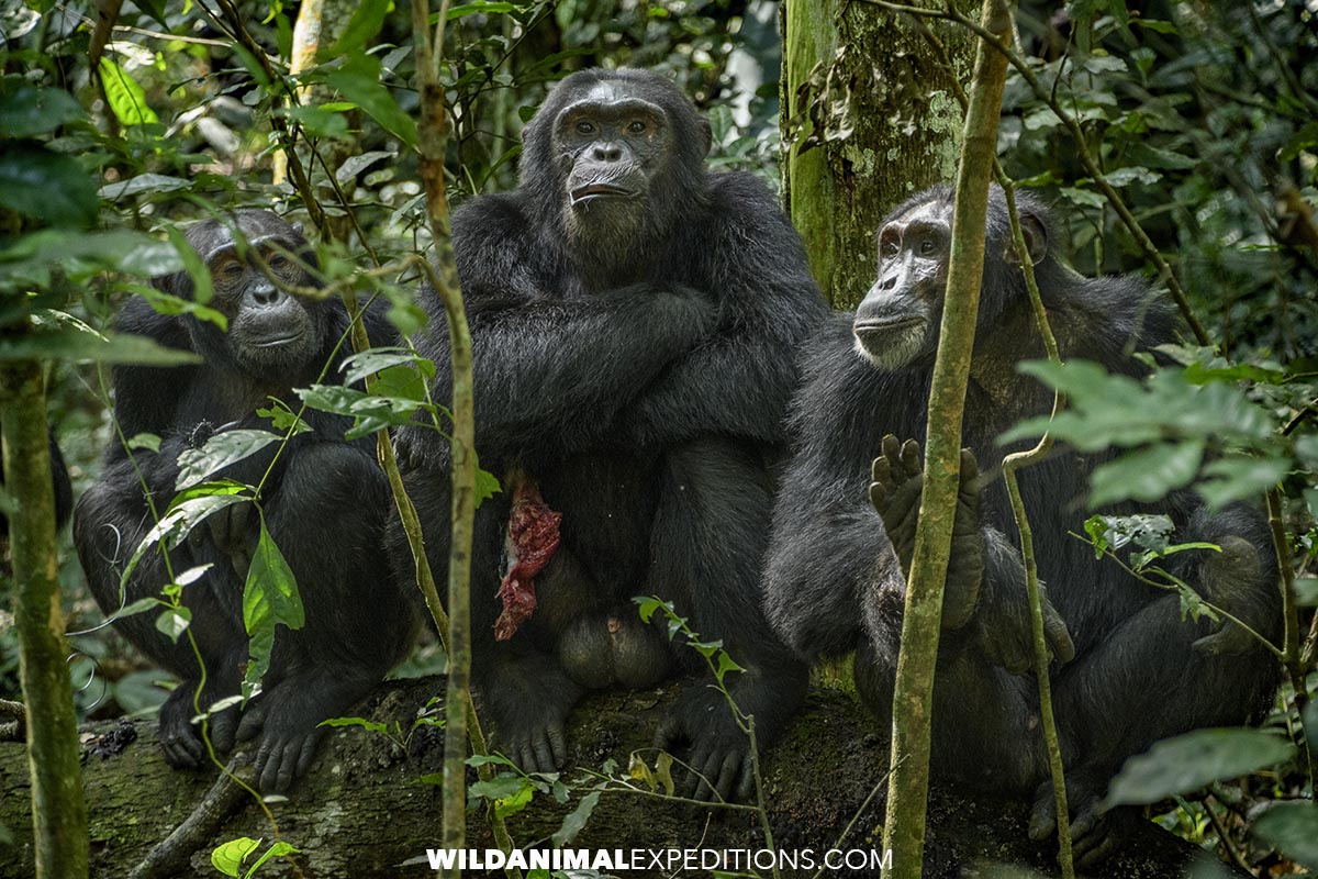 Chimpanzee Trekking in Kibale Forest in Uganda.