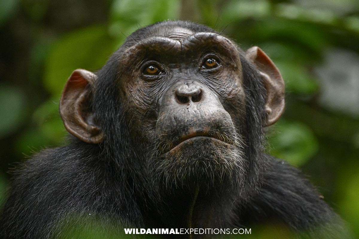 Chimpanzee Trekking in Uganda.