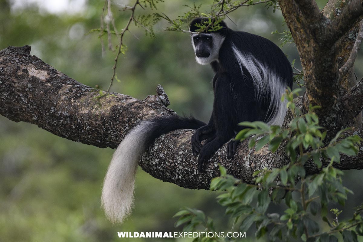 Black and White Colobus Monkey in Kibale Forest, Uganda Gorilla Trekking Tour.
