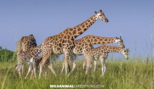 A herd on Giriffe in Murchison Falls National Park in Uganda.