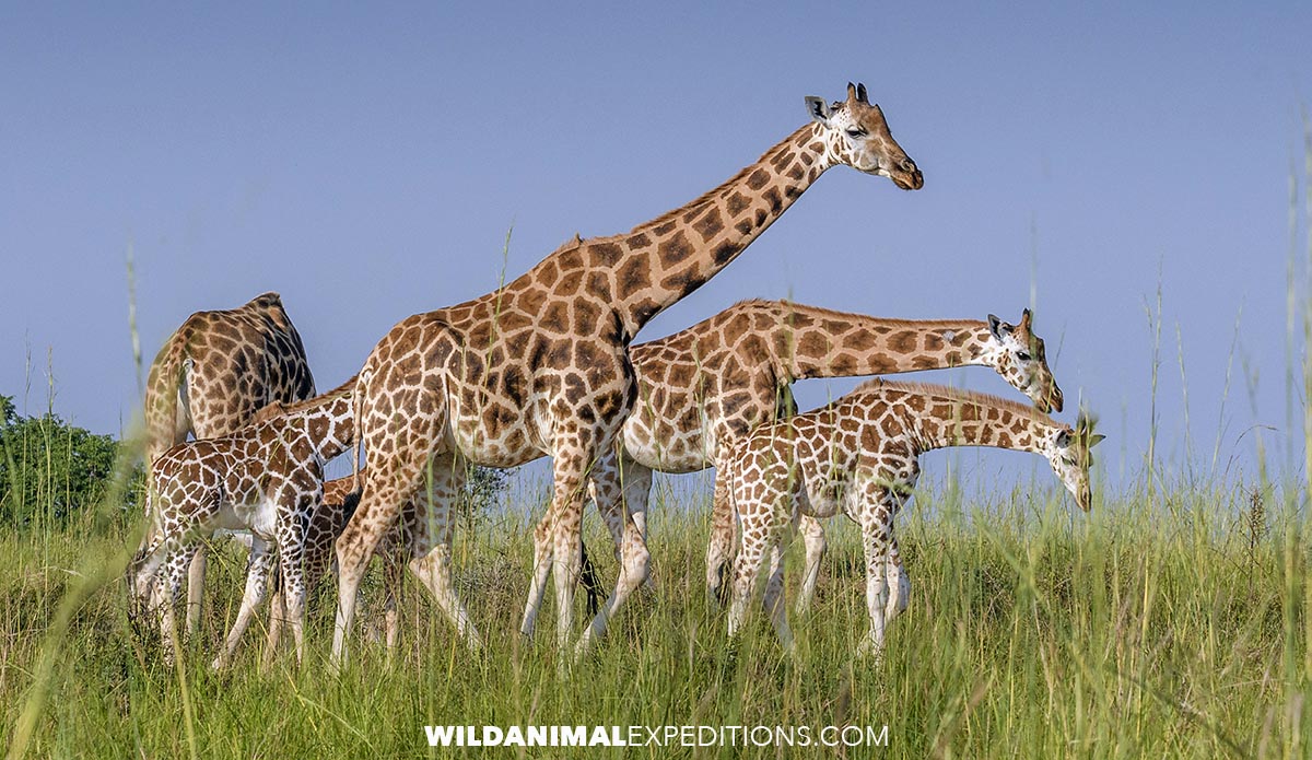 A herd on Giriffe in Murchison Falls National Park in Uganda.