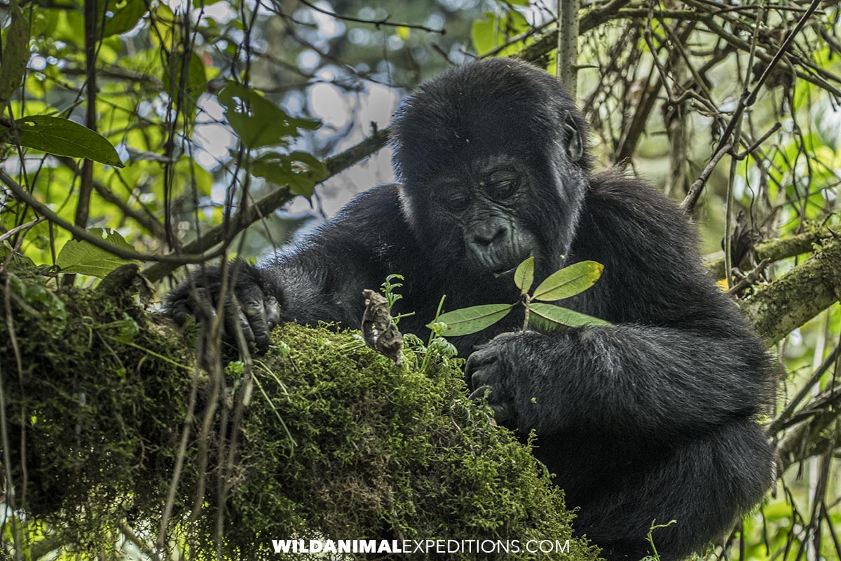 Gorilla tour in Africa.