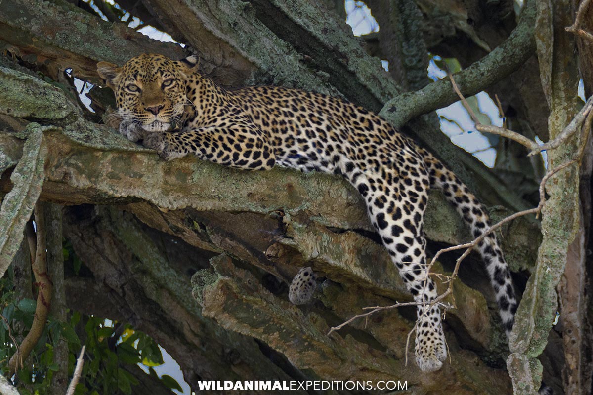 Leopard Safari in Uganda