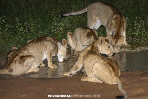 Lions getting ready to hunt on a night safari in Murchison Falls, Uganda.