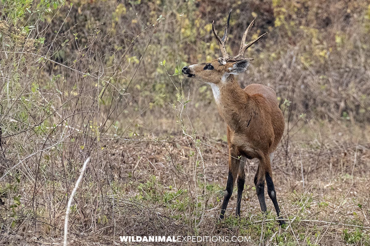 Marsh Deer on a Jaguar tour in the Pantanal.