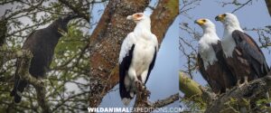 Raptors of Uganda.
