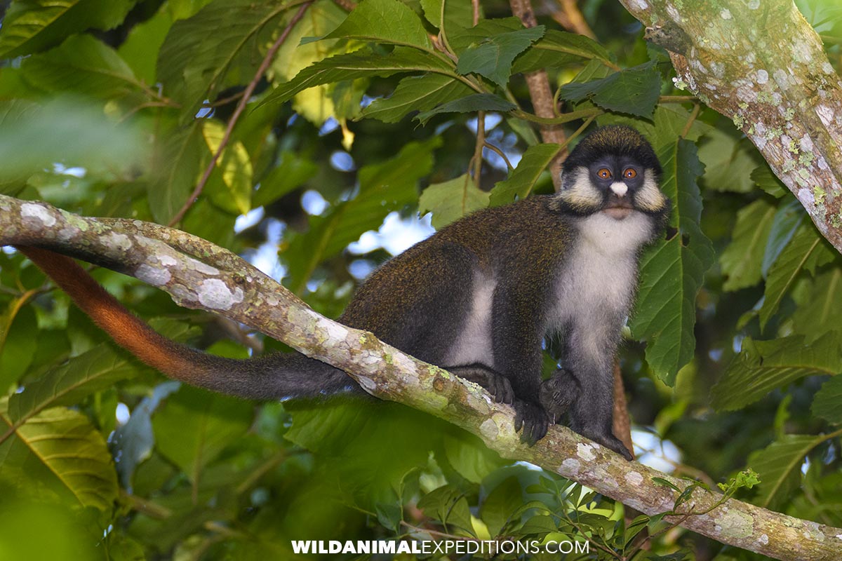Redtail Monkey in Kibale Forest, Uganda Gorilla Trekking Tour.