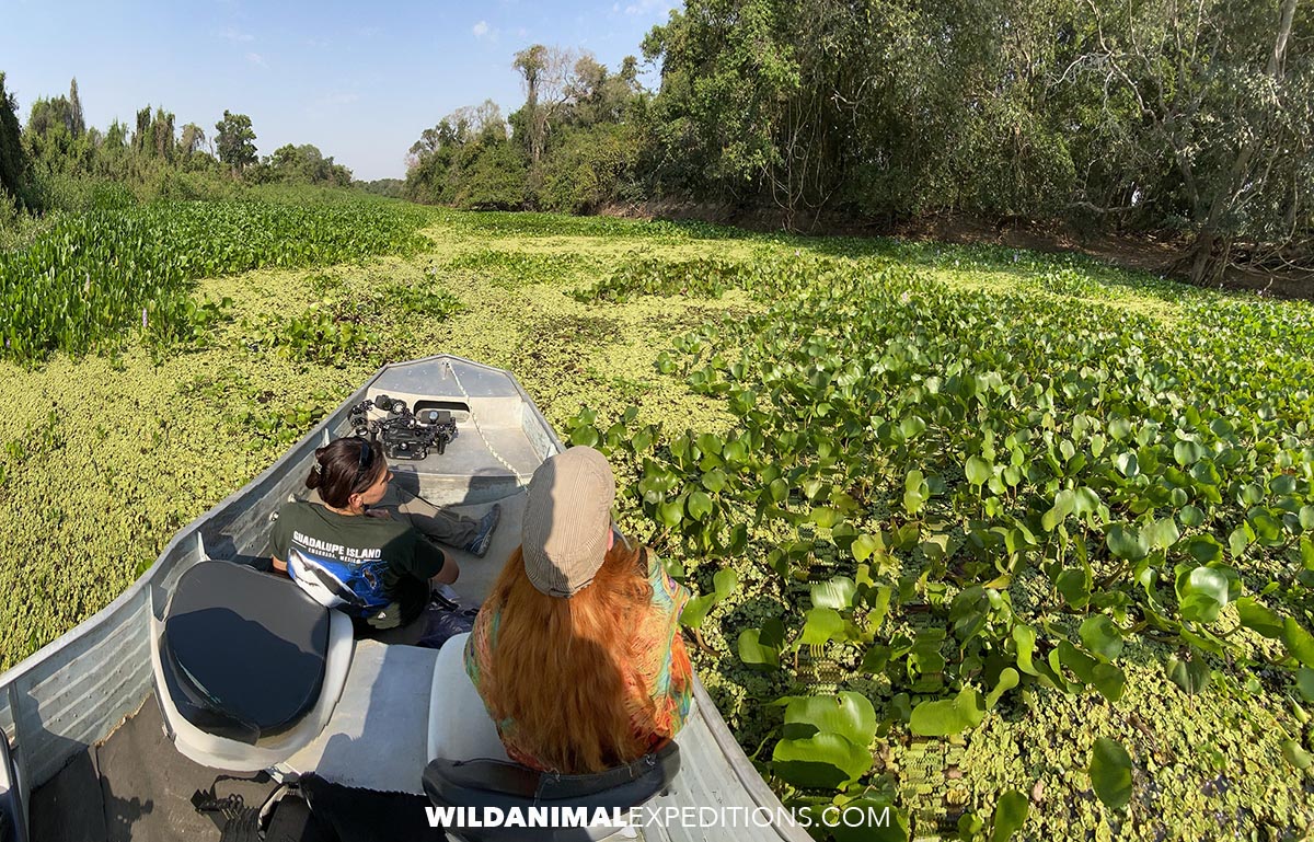 River bout tour in the Pantanal.