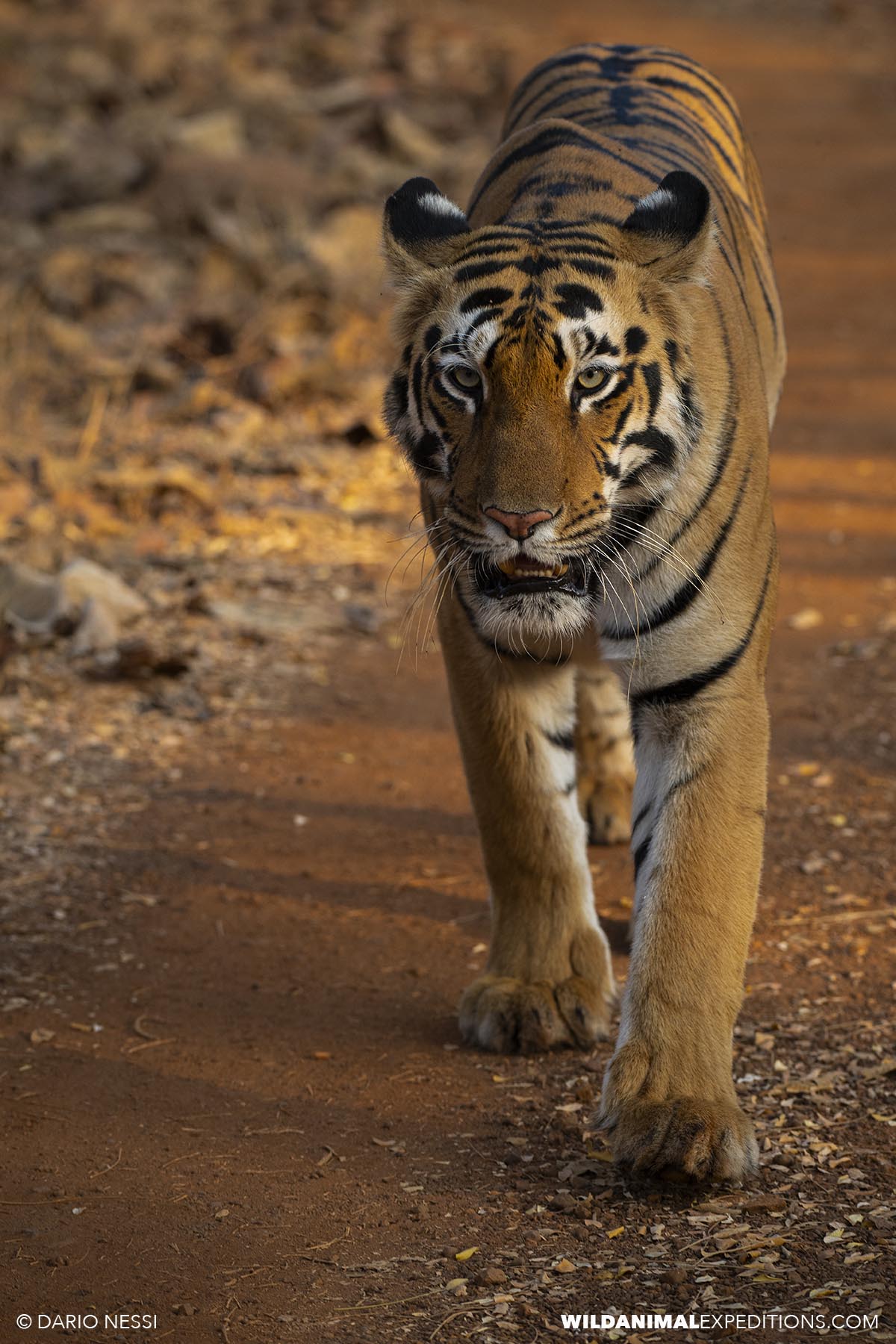 Bengal Tiger Photography Tour in Tadoba National Park