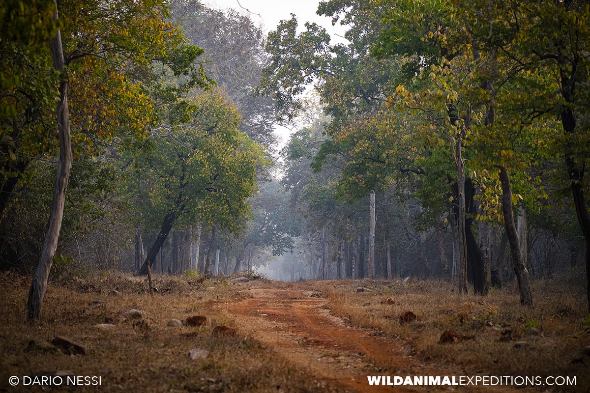 Tadoba National Park