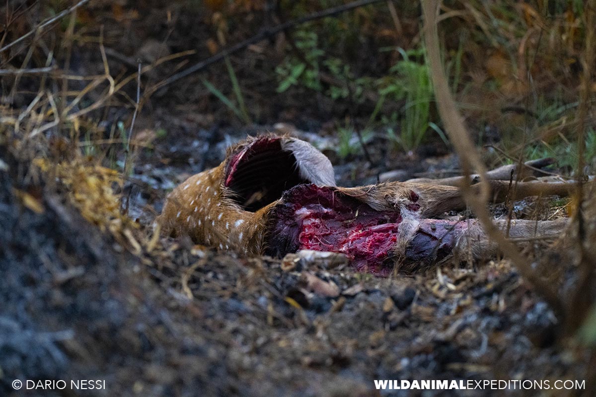 Fresh kill in Tadoba National Park