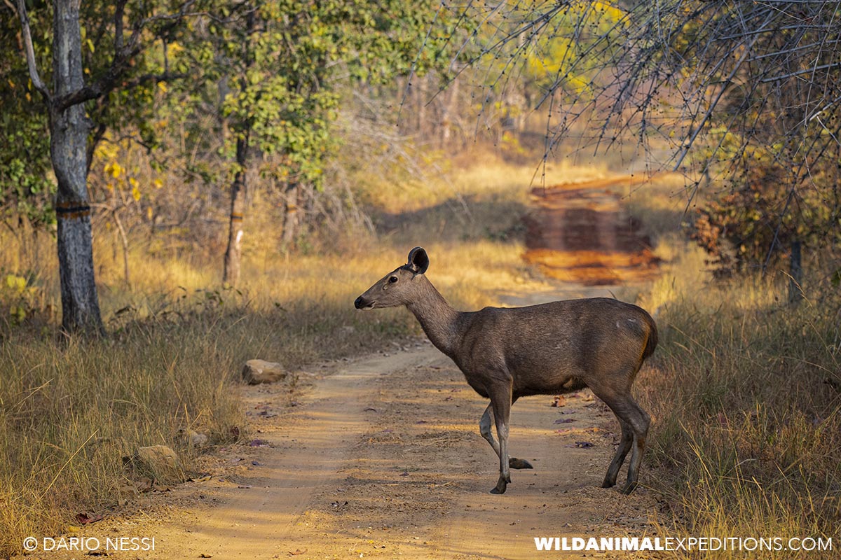 Wildlife photography tour in India.
