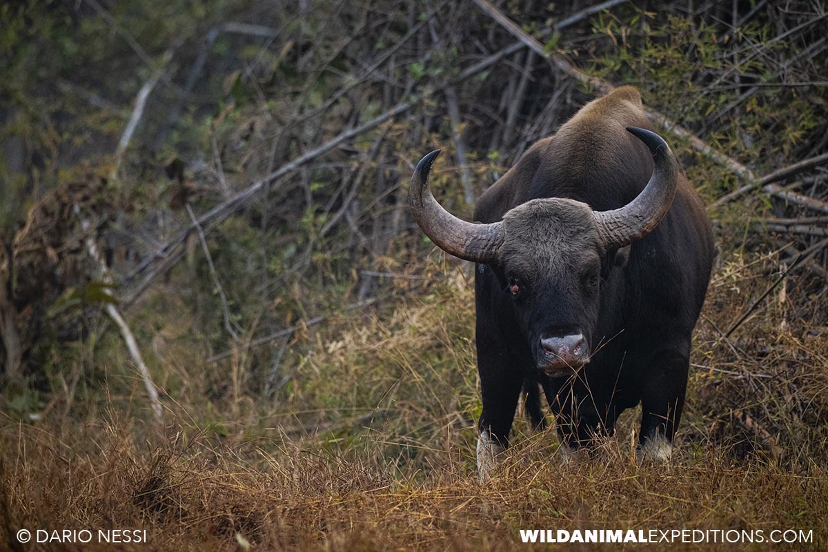 Wildlife photography tour in India.