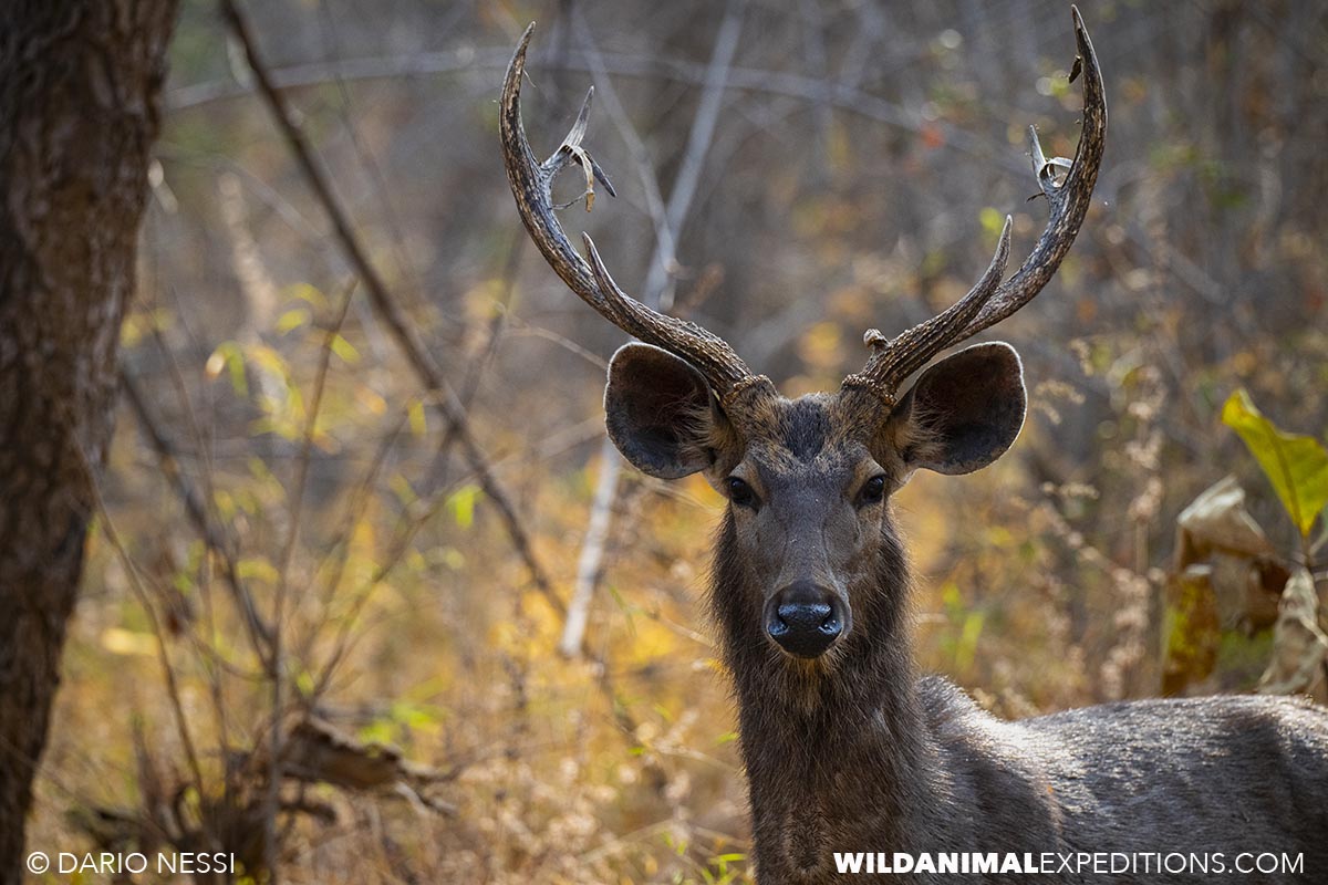 Wildlife photography tour in India.
