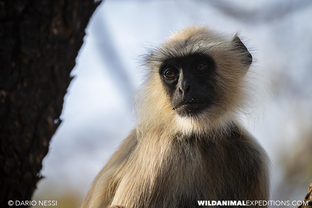 Langur monkey in India.
