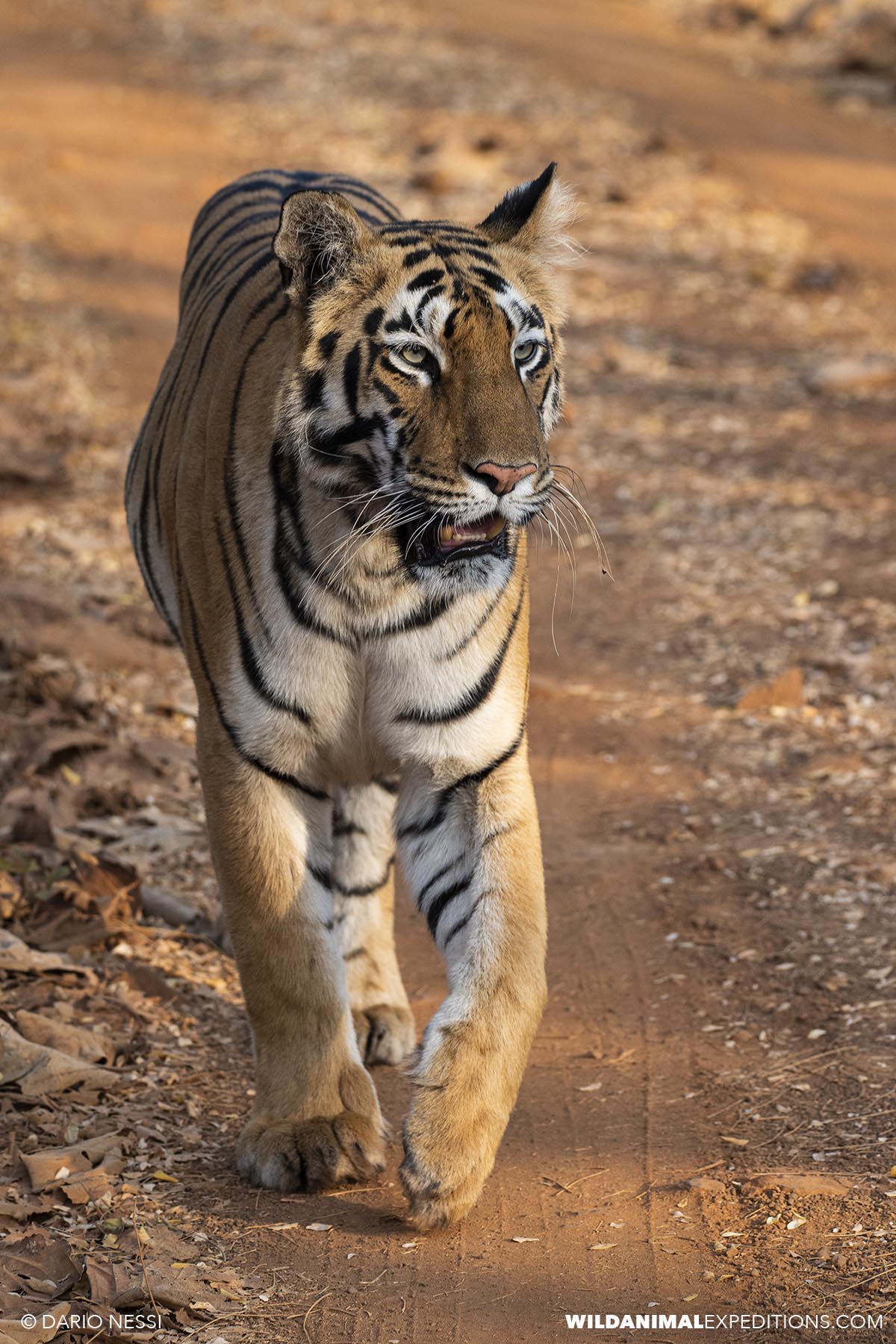 Bengal Tiger Photography Tour in Tadoba National Park
