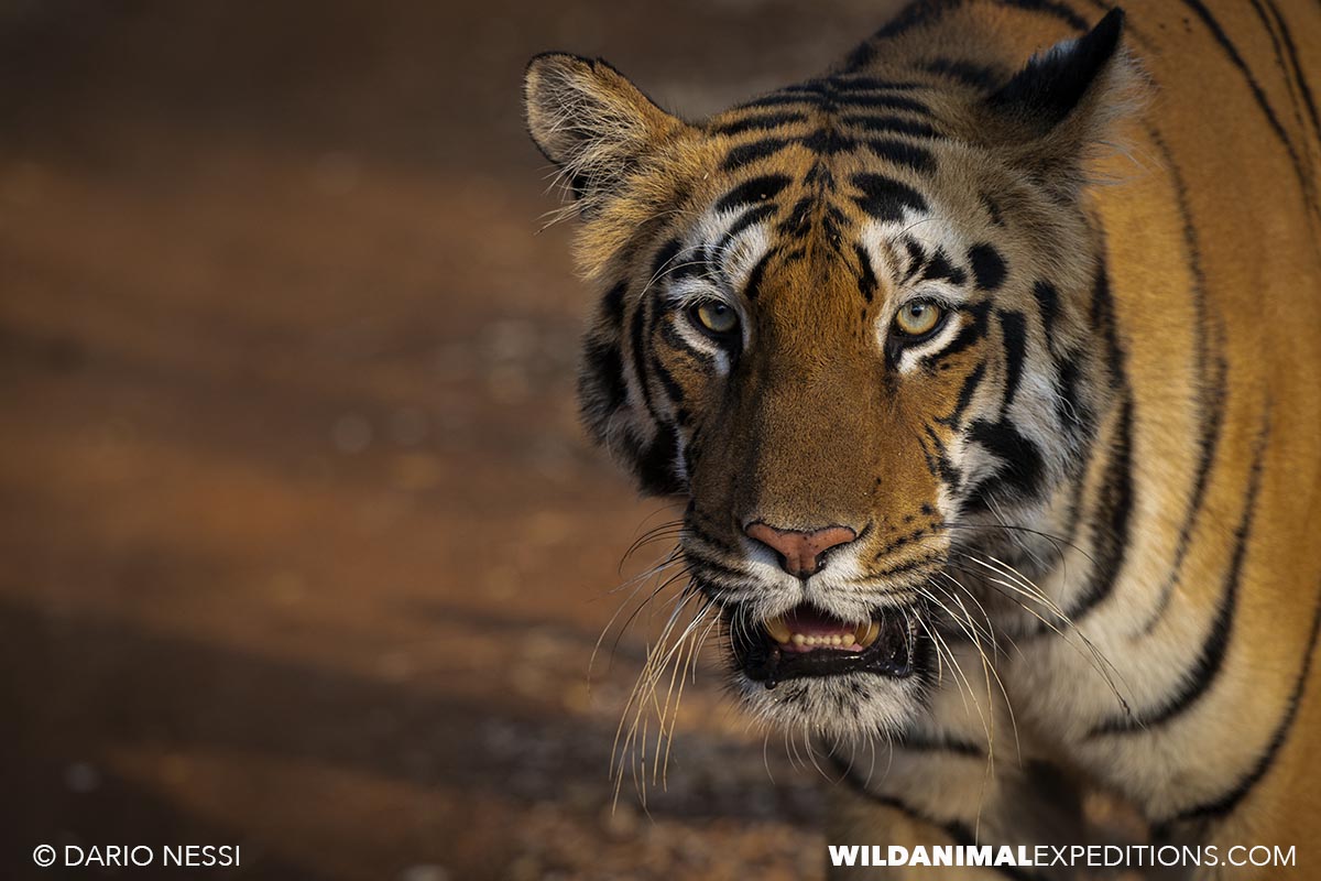 Bengal Tiger Photography Tour in Tadoba National Park