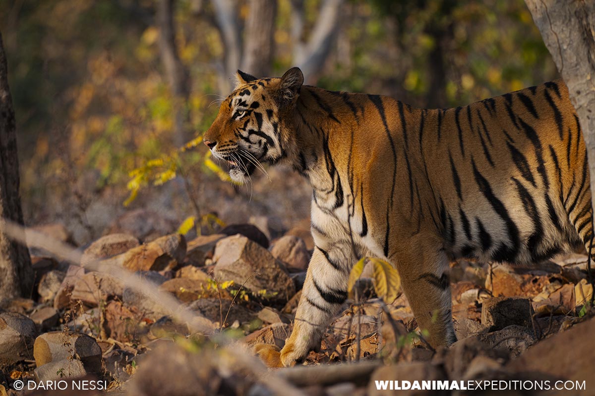Bengal Tiger Photography Tour in Tadoba National Park