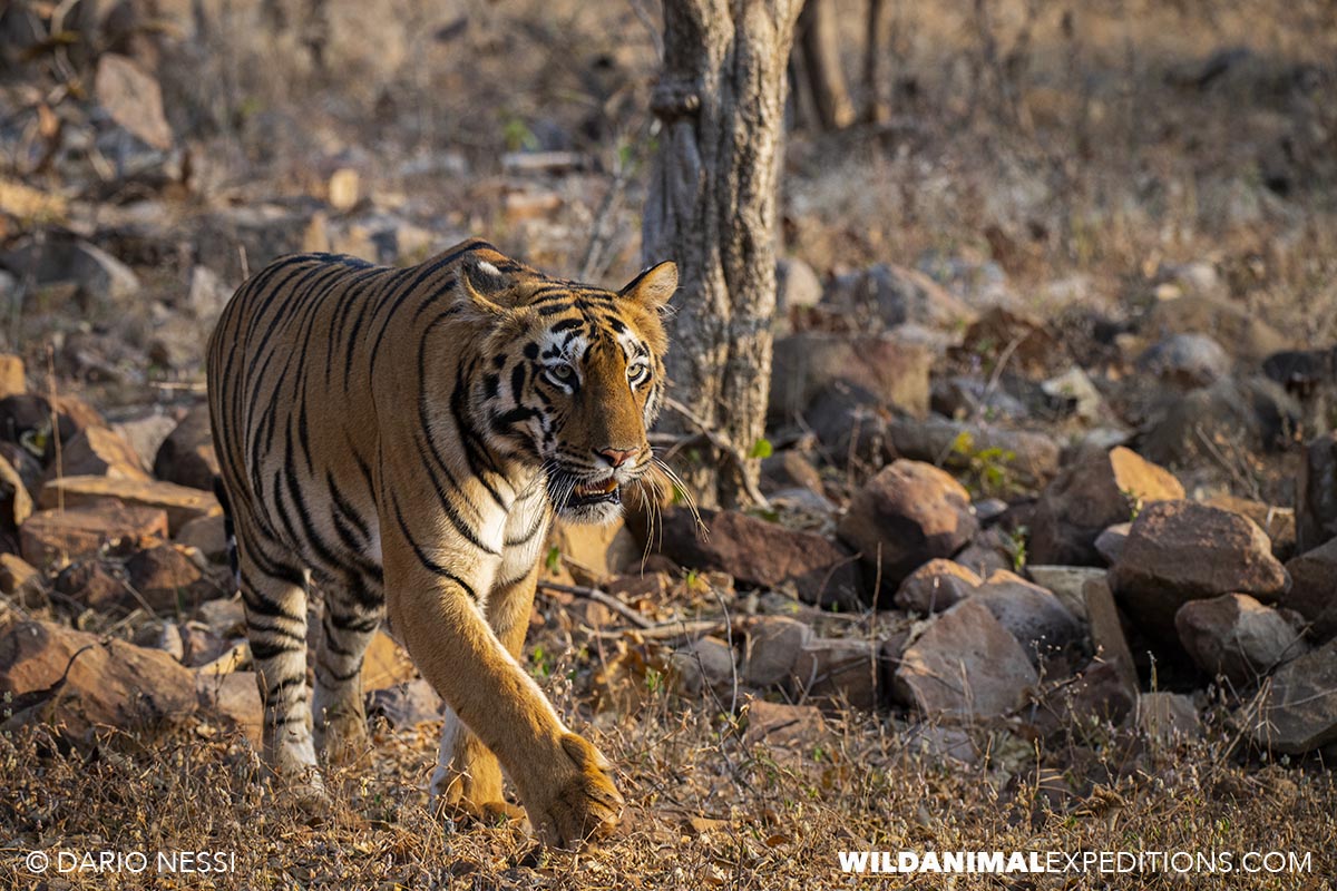 Bengal Tiger Photography Tour in Tadoba National Park