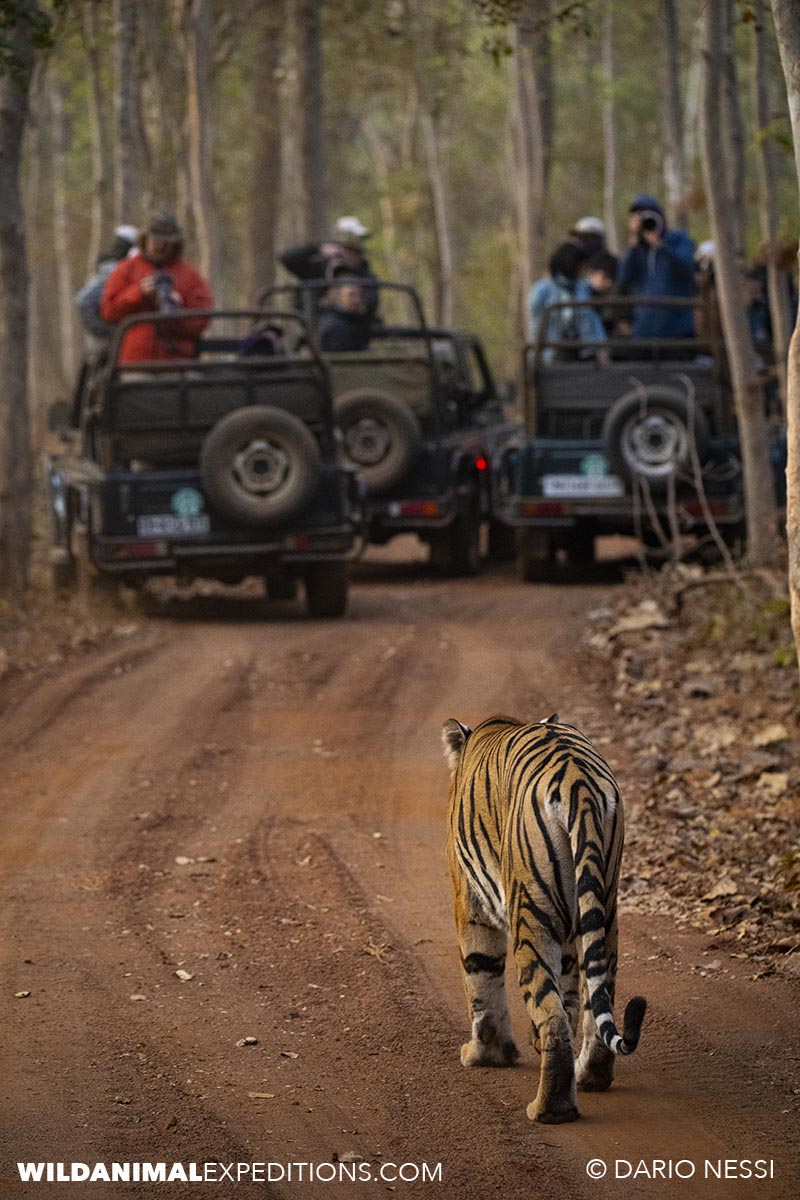 Bengal Tiger Photography Tour in Tadoba National Park