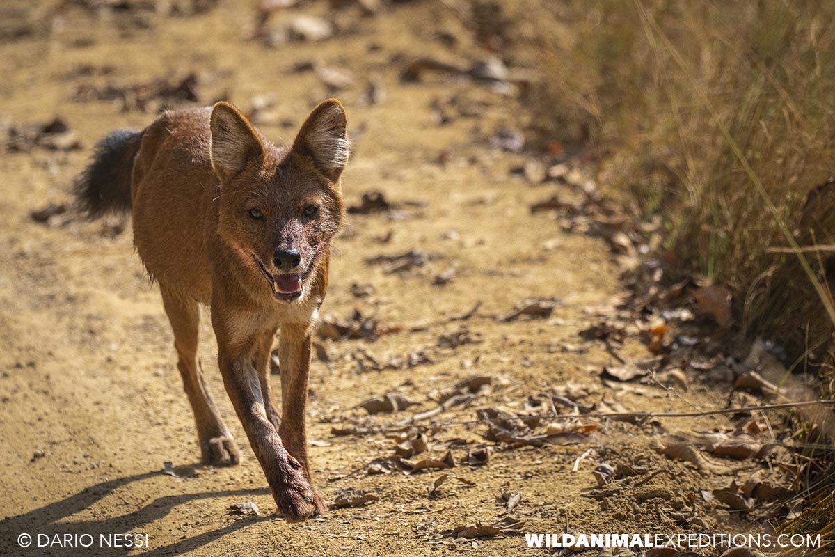 Dhole on a Wildlife photography tour in India.