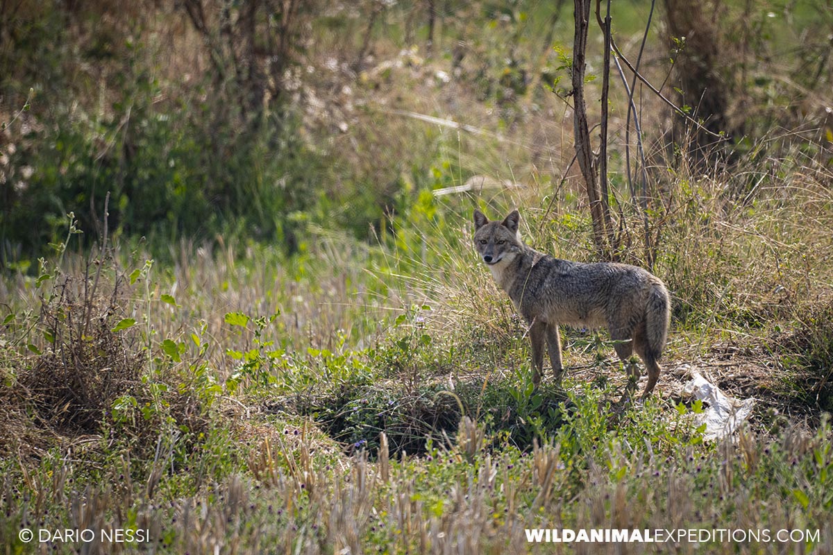Dhole on our Bengal Tiger Photography Tour.