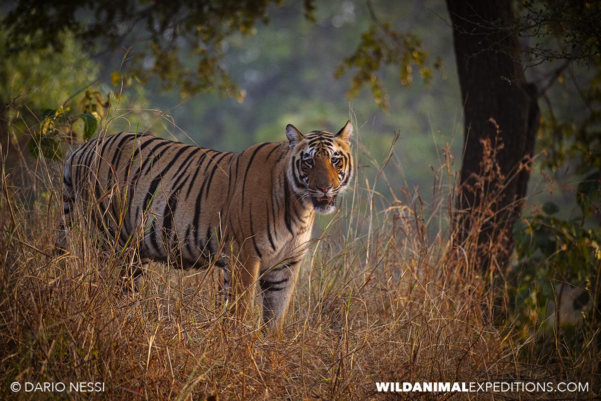 Bengal Tiger Photography Tour in Tadoba National Park