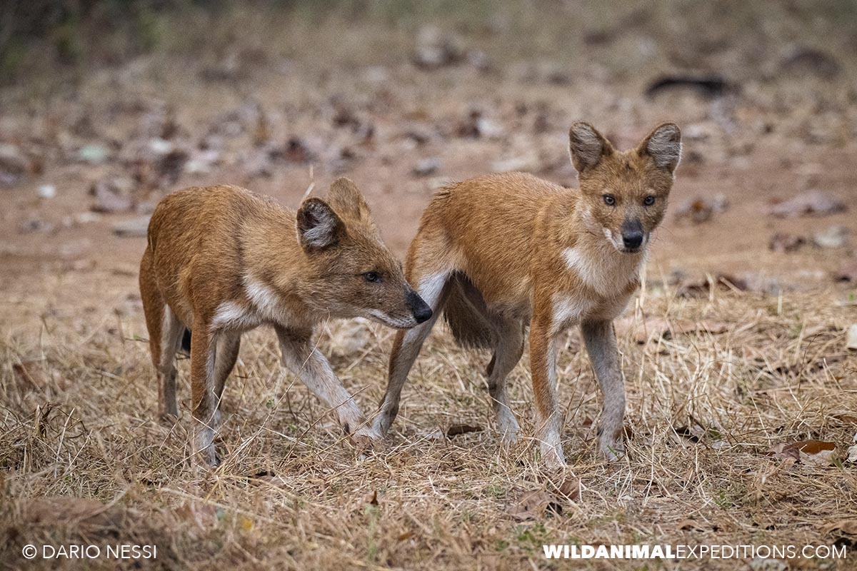 Dhole on our Bengal Tiger Photography Tour.
