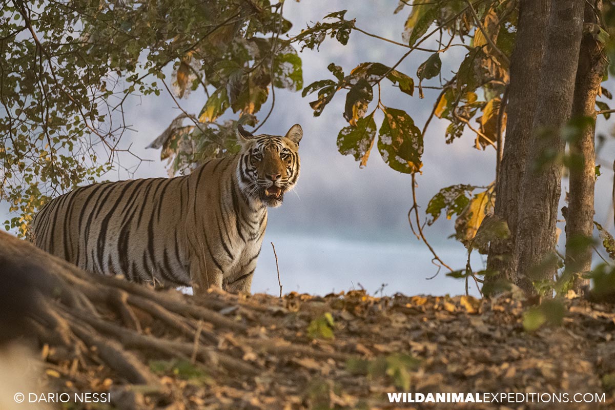 Bengal Tiger Photography Tour in Tadoba National Park