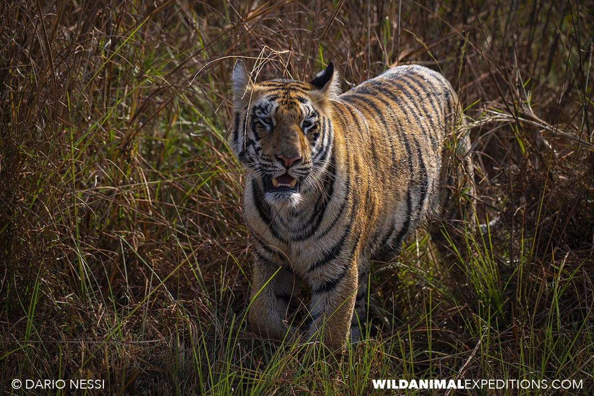 Bengal Tiger Photography Tour in Tadoba National Park