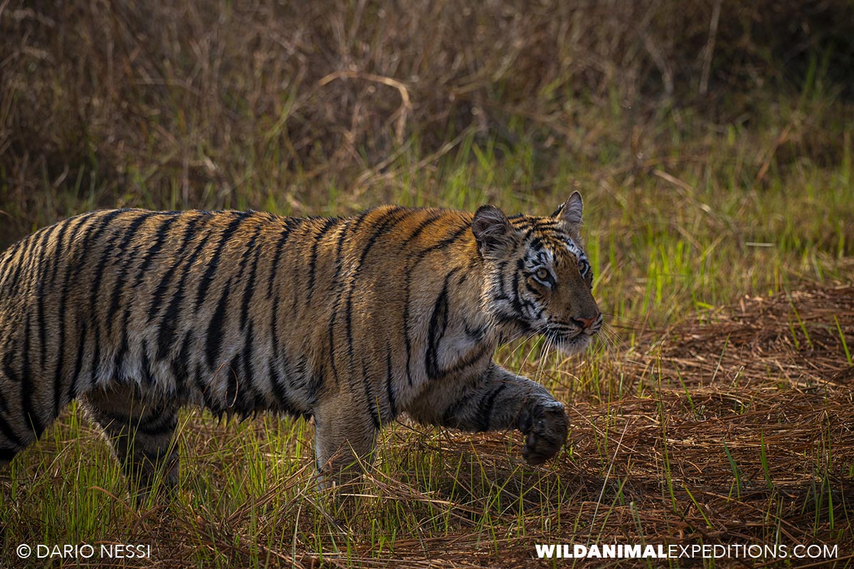 Bengal Tiger Photography Tour in Tadoba National Park